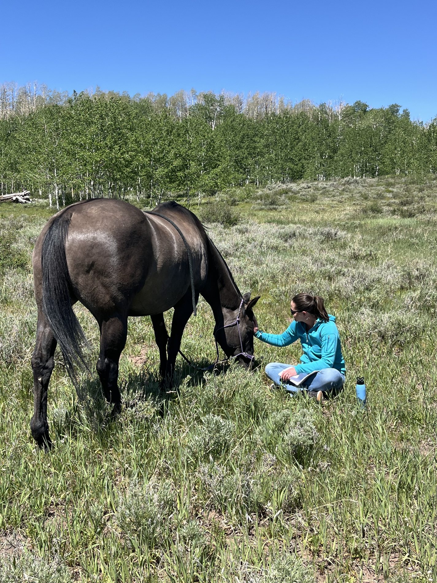 Horses and nature